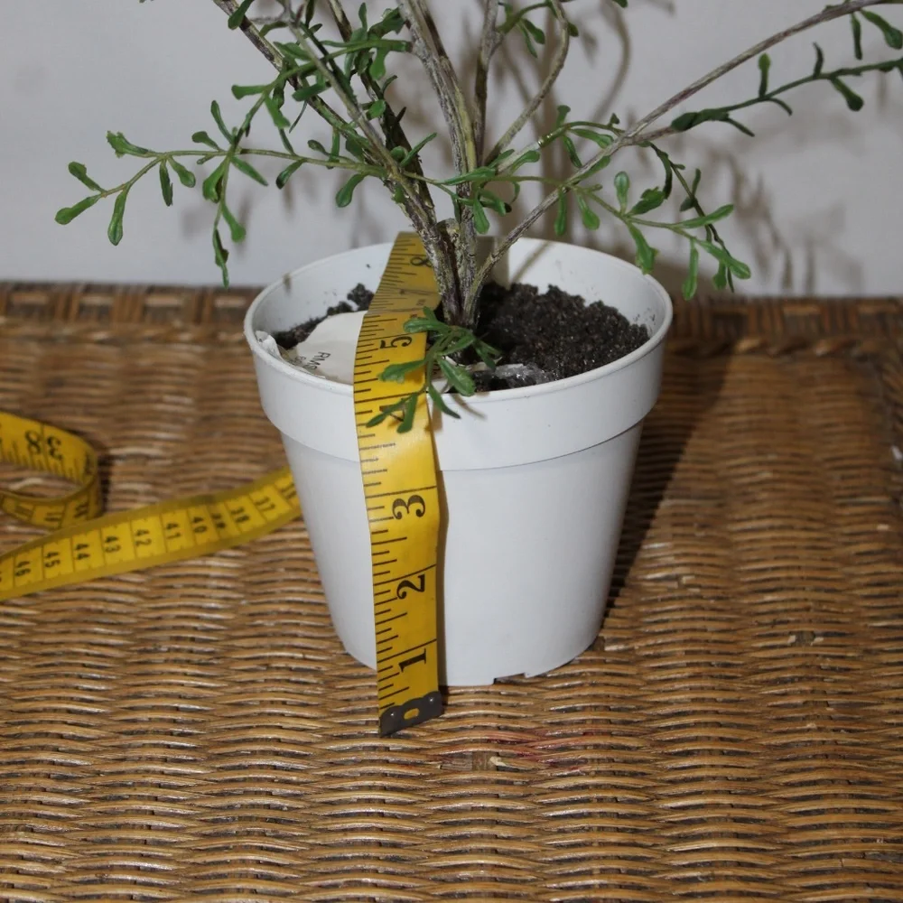 Williams Sonoma Artificial Potted Twig Leaf Plant